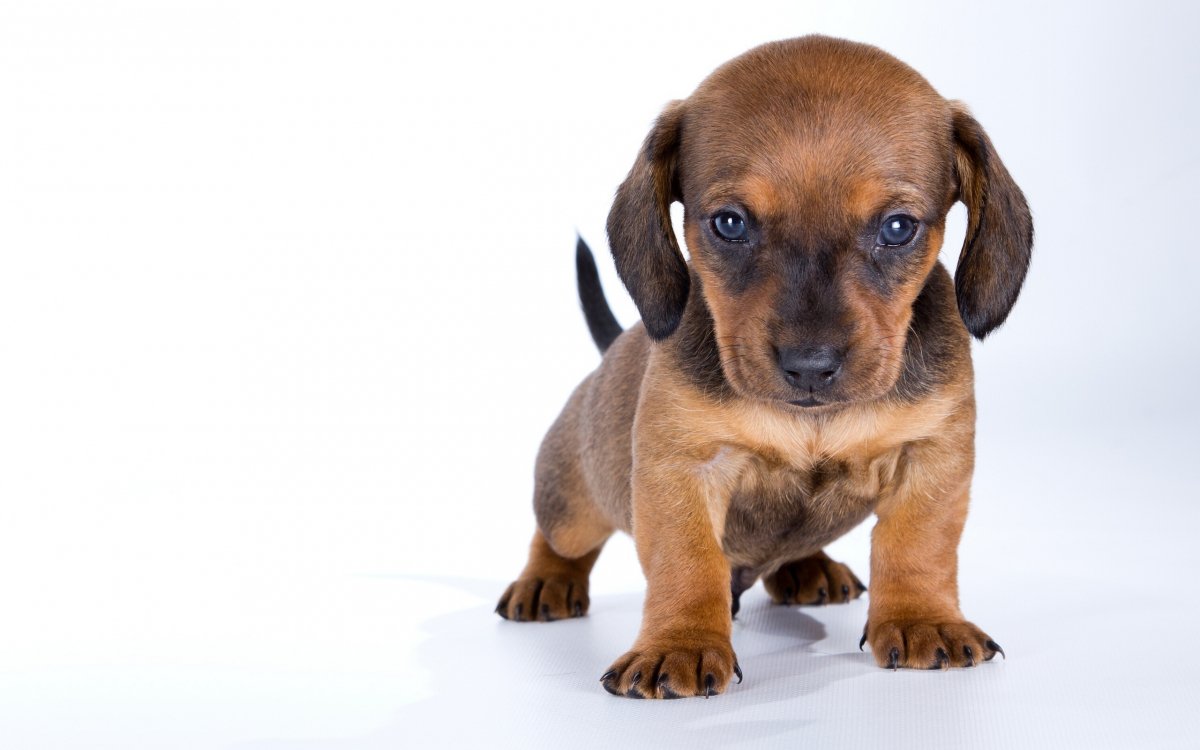 Displasia dell'anca del cane: diagnosi, trattamento e prognosi