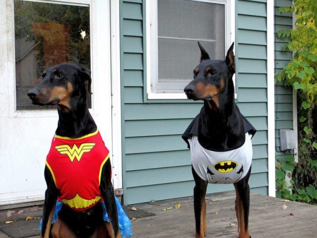 I dobermans Pinschers sono veri supereroi che sono pronti a venire in soccorso in qualsiasi momento I dobermans Pinschers sono veri supereroi che sono pronti a venire in soccorso in qualsiasi momento