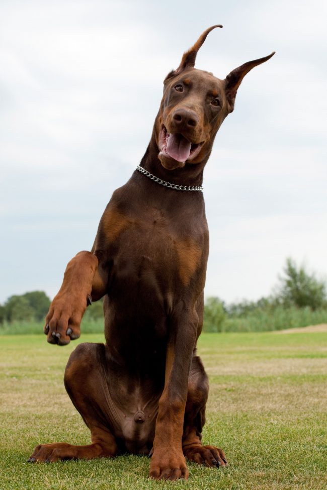 Doberman Pinscher è facile da imparare e quindi esegue felicemente i comandi del proprietario Doberman Pinscher è facile da imparare e quindi esegue felicemente i comandi del proprietario