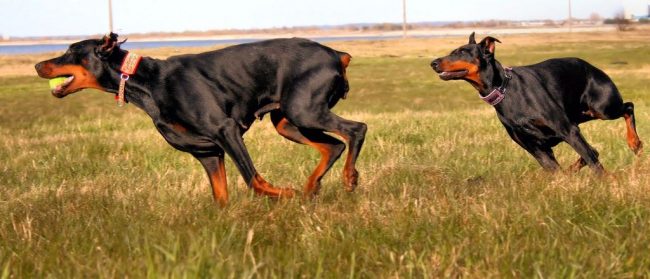 L'ampio passo elastico, la postura aristocratica e l'orgogliosa posizione della testa: tutto questo è un pinscher Doberman L'ampio passo elastico, la postura aristocratica e l'orgogliosa posizione della testa: tutto questo è un pinscher Doberman
