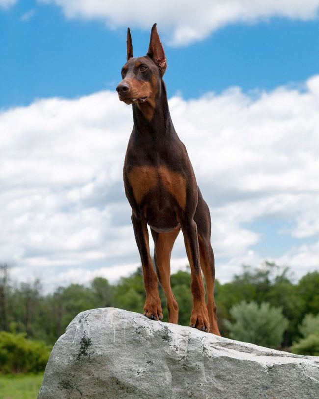 Il Doberman Pinscher mostra ferocia solo quando il suo proprietario è in pericolo. In altre circostanze, il cane è amichevole e pacifico. Il Doberman Pinscher mostra ferocia solo quando il suo proprietario è in pericolo. In altre circostanze, il cane è amichevole e pacifico.