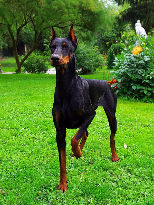 I doberman non sono solo cani da lavoro, sono anche compagni eccellenti. Sono animali nobili con un carattere accattivante. Sono spericolati devoti ai loro proprietari, vigili ed energici. I doberman non sono solo cani da lavoro, sono anche compagni eccellenti. Sono animali nobili con un carattere accattivante. Sono spericolati devoti ai loro proprietari, vigili ed energici.