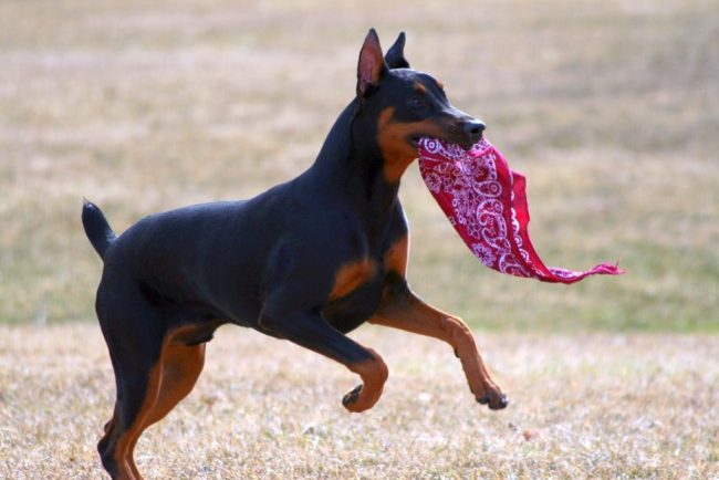 Questo cane ha bisogno di attività costante. Un Doberman Pinscher con lo stesso zelo accompagnerà il proprietario nella caccia, salverà le persone dalle macerie, seguirà il sentiero o farà da babysitter ai bambini Questo cane ha bisogno di attività costante. Un Doberman Pinscher con lo stesso zelo accompagnerà il proprietario nella caccia, salverà le persone dalle macerie, seguirà il sentiero o farà da babysitter ai bambini