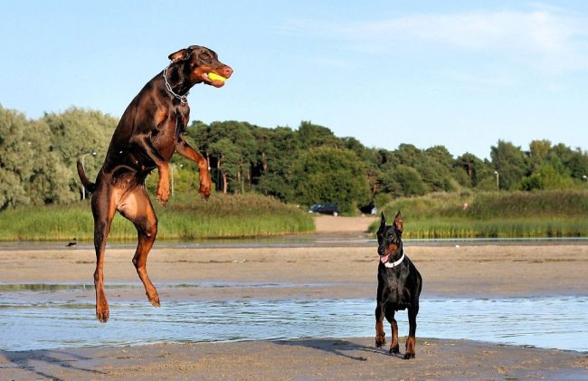 Doberman Pinscher è adatto per lo sport, i viaggi, i giochi con i bambini. Ma se gli adulti non intendono impegnarsi nell'allevamento di un cane, Doberman Pinscher non è la scelta migliore per un animale domestico per un bambino. Doberman Pinscher è adatto per lo sport, i viaggi, i giochi con i bambini. Ma se gli adulti non intendono impegnarsi nell'allevamento di un cane, Doberman Pinscher non è la scelta migliore per un animale domestico per un bambino.
