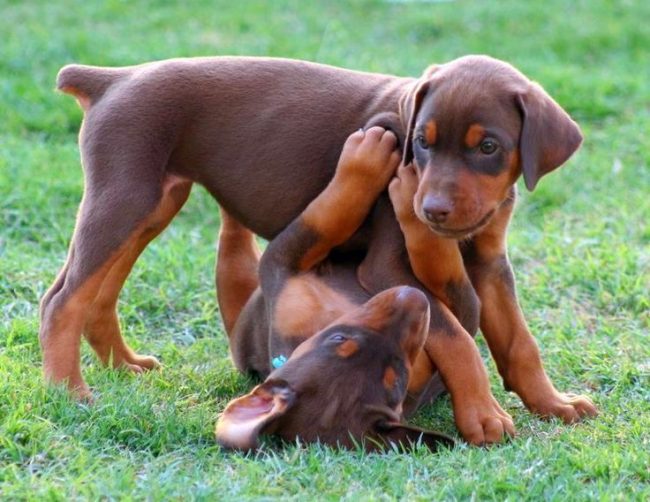 Playful Doberman Pinscher Puppies Playful Doberman Pinscher Puppies