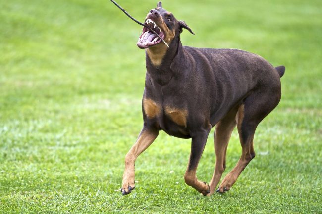 Il Doberman Pinscher ama le lunghe passeggiate. È felice di accompagnare i proprietari mentre fa jogging e va in bicicletta. Con il minimo sforzo, puoi portare a spasso il cane lanciandogli una palla da tennis o un bastone. Il Doberman Pinscher ama le lunghe passeggiate. È felice di accompagnare i proprietari mentre fa jogging e va in bicicletta. Con il minimo sforzo, puoi portare a spasso il cane lanciandogli una palla da tennis o un bastone.