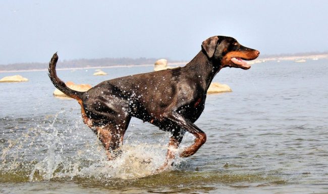 Il corpo del Doberman è praticamente privo di grasso corporeo e sottopelo. Sembra spettacolare: il cane gioca con i suoi muscoli. Ma questa caratteristica ha reso i Doberman suscettibili al freddo: i proprietari hanno bisogno di prendersi cura del bottino per il freddo. Per lo stesso motivo, il cane non può essere una guardia nel cortile in inverno tempo Il corpo del Doberman è praticamente privo di grasso corporeo e sottopelo. Sembra spettacolare: il cane gioca con i suoi muscoli. Ma questa caratteristica ha reso i Doberman suscettibili al freddo: i proprietari hanno bisogno di prendersi cura del bottino per il freddo. Per lo stesso motivo, il cane non può essere una guardia nel cortile in inverno tempo