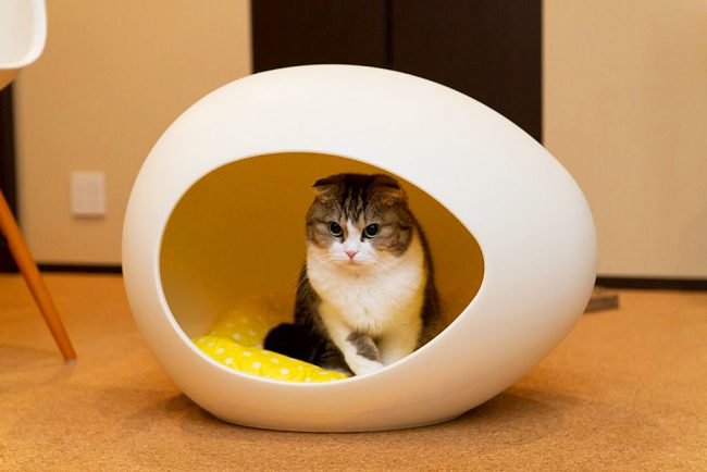 La forma arrotondata della casa chiama il gatto all'istinto interiore di trovare un luogo protetto per riposare e rilassarsi. La forma arrotondata della casa chiama il gatto all'istinto interiore di trovare un luogo protetto per riposare e rilassarsi.