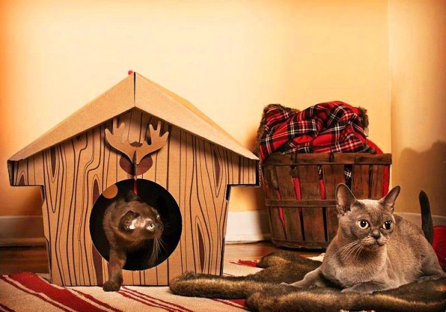 Una casa di cartone in stile canadese si rivolge a gatti modesti. Una casa di cartone in stile canadese si rivolge a gatti modesti.