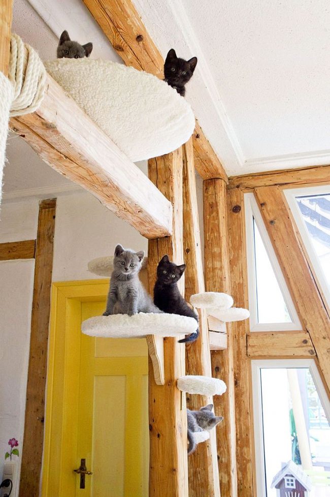 In una casa del genere, i gatti avranno un posto dove divertirsi In una casa del genere, i gatti avranno un posto dove divertirsi