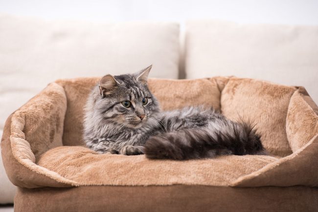 Un lettino molto comodo su cui il gatto si sentirà un vero rappresentante dell'abito reale! Un lettino molto comodo su cui il gatto si sentirà un vero rappresentante dell'abito reale!