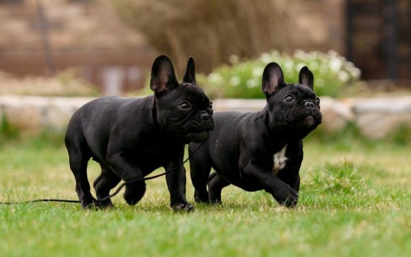 Formazione Bulldog francese