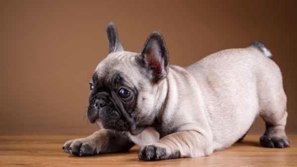L'allenamento del bulldog francese ha letto l'articolo