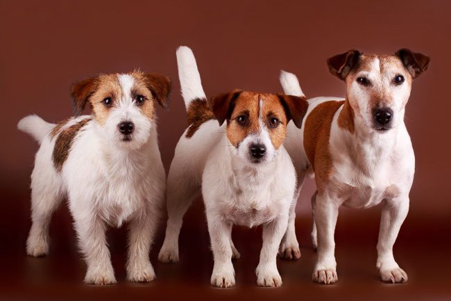 I cani della razza Jack Russell Terrier si distinguono da molti altri per un comportamento più equilibrato, abbaiano meno, sono affettuosi e conformi.