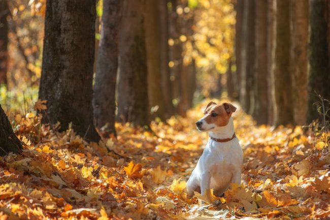 La lana bianca di Jack Russell Terrier si sporca rapidamente durante le passeggiate, quindi richiede una speciale pulizia a umido.