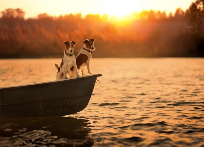 Jack Russell Terrier - un compagno audace e senza paura