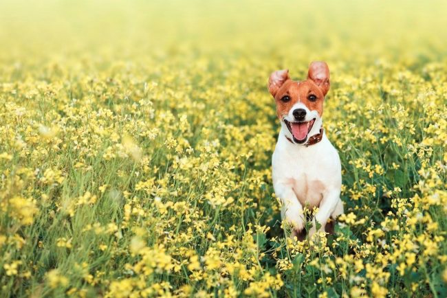 Jack Russell Terrier ha bisogno di abbastanza tempo all'aperto: solo allora possono soddisfare pienamente i loro bisogni naturali per il gioco e annusare qualcosa