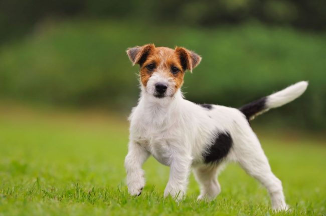Jack Russell Terrier - un piccolo burlone intelligente. È senza pretese, resistente e facile da mantenere.