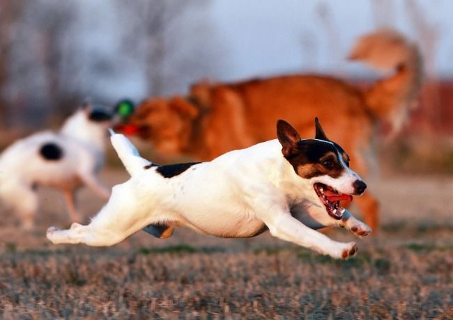 Un cane della razza Jack Russell Terrier è caratterizzato da una disposizione irrefrenabile, non possono stare fermi, perché per loro il movimento è vita.