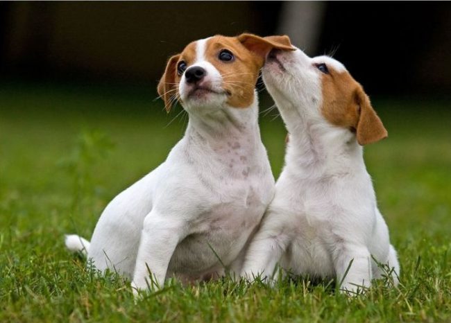 I cuccioli di Jack Russell Terrier, come i loro genitori adulti, sono molto giocosi, vanno d'accordo l'uno con l'altro e con altri animali domestici