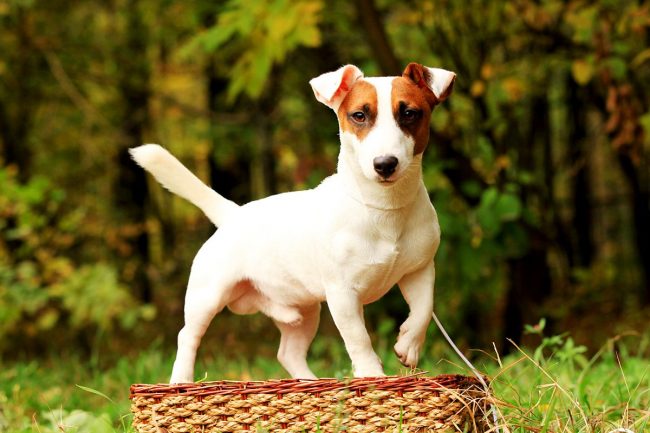 A seconda del tipo di capelli, il Jack Russell Terrier deve essere tenuto pulito, pettinato, tagliato.
