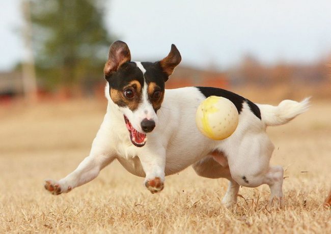 Se non dai a Jack Russell lo spazio terrier per schizzare via l'energia accumulata, la rimborserà per mobili, scarpe e costose riparazioni nell'appartamento del proprietario