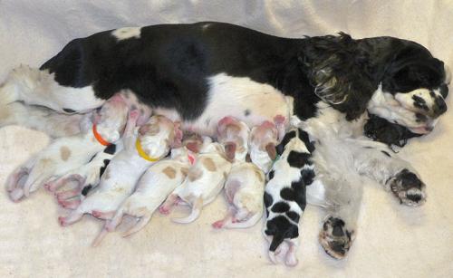 Eclampsia (tetania postpartum) nei cani: cause, sintomi e trattamento