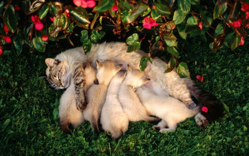 Eclampsia nei gatti