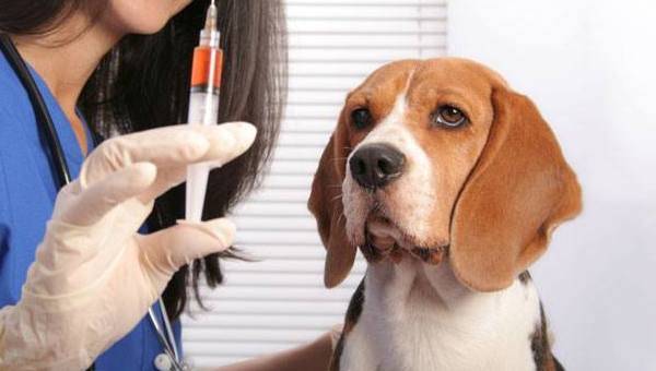 beagle dal veterinario