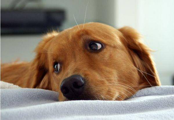 cane triste