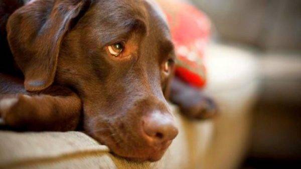 Endometrite nei cani