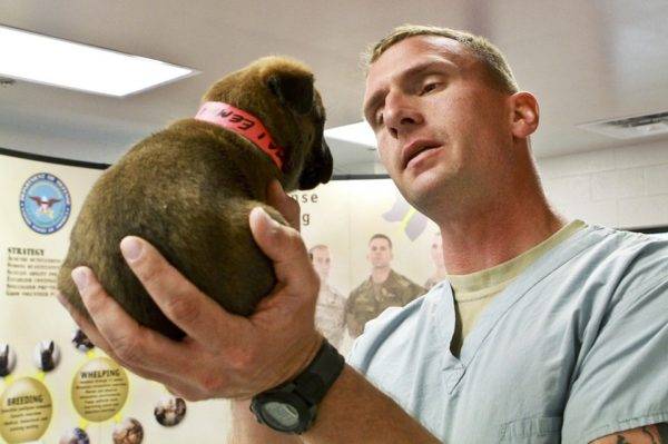 Trattamento dell'endometrite nei cani