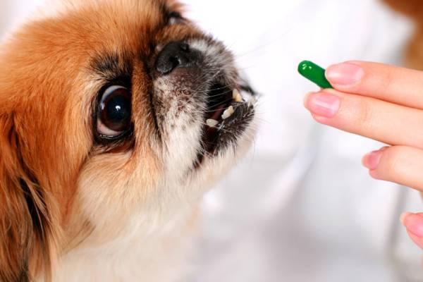 Trattamento dell'enterocolite nei cani