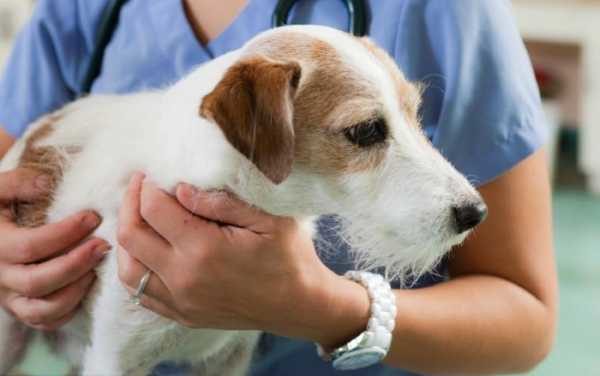 Enterosgel dog