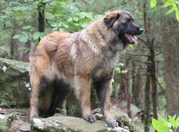 Estrel Shepherd Leggi l'articolo