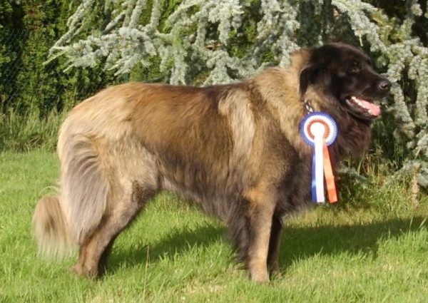 Estrel Shepherd Dog con una ricompensa