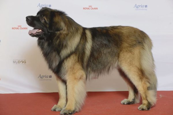 Estrel Shepherd Dog Breed Descrizione