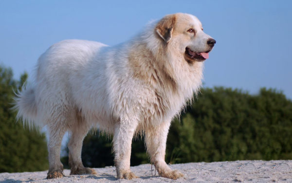 Estrel Shepherd Dog Stands