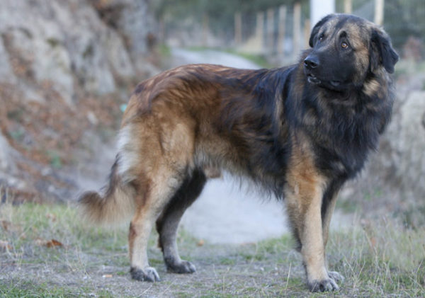 Estrel Shepherd in Nature