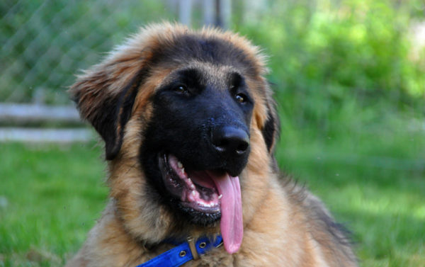 Estrel Shepherd Muzzle