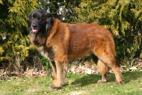 Il cane pastore di Estrel sta guardando