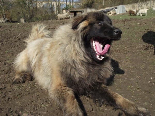 Estrel Shepherd sbadiglia