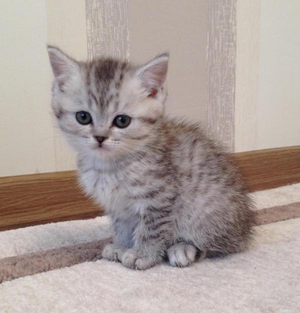 Foto e sviluppo di un gattino britannico in 1-12 mesi