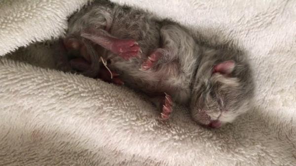 Foto e sviluppo di un gattino britannico in 1-12 mesi