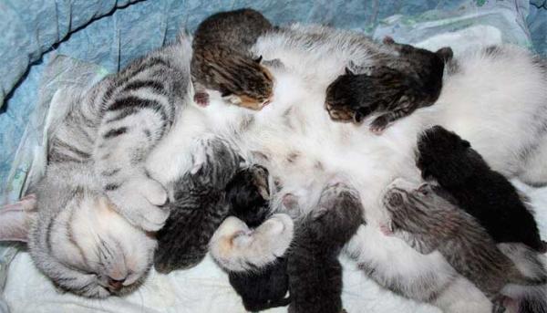 Foto e sviluppo di un gattino britannico in 1-12 mesi