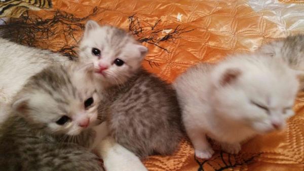 Foto e sviluppo di un gattino britannico in 1-12 mesi