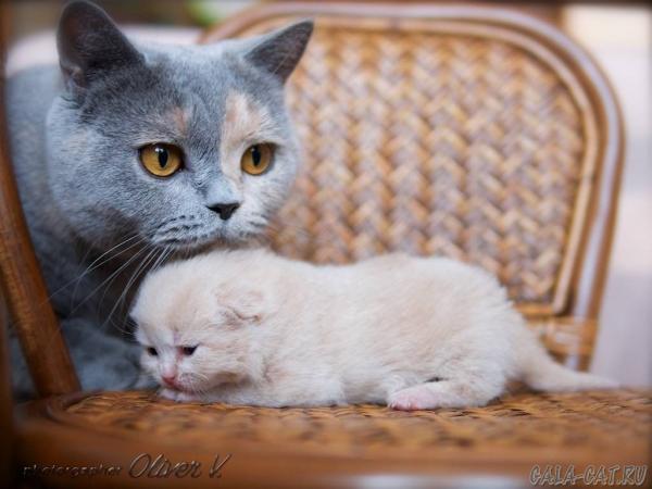Foto e sviluppo di un gattino britannico in 1-12 mesi