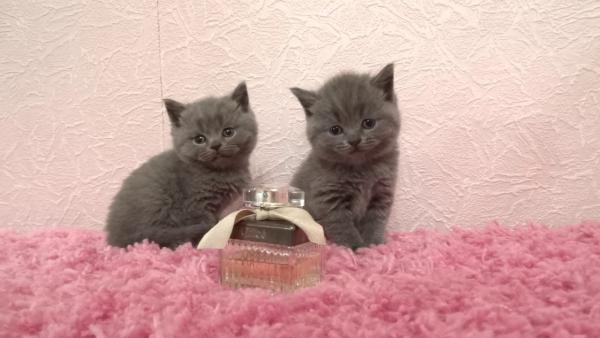 Foto e sviluppo di un gattino britannico in 1-12 mesi
