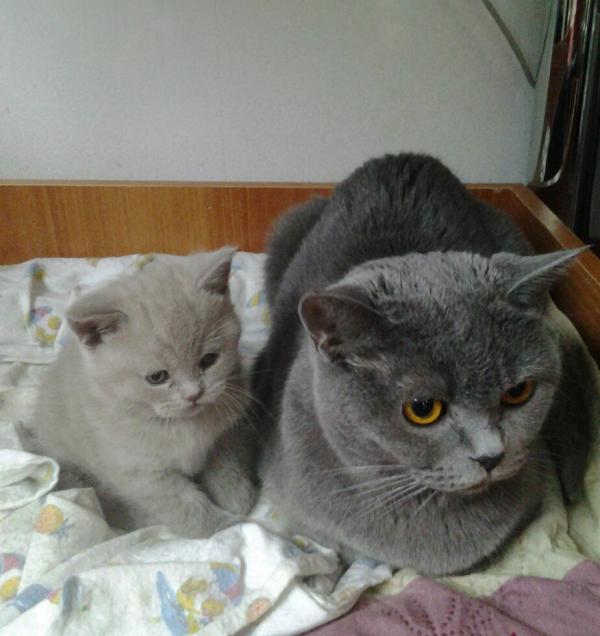 Foto e sviluppo di un gattino britannico in 1-12 mesi