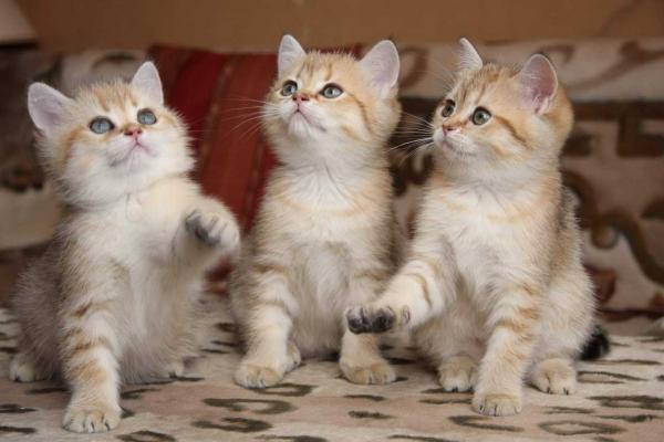 Foto e sviluppo di un gattino britannico in 1-12 mesi